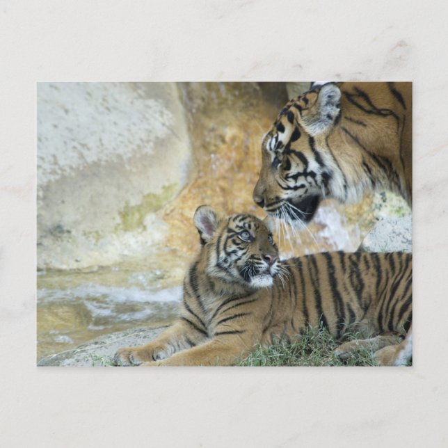 Bengal tigers relaxing postcard (Front)