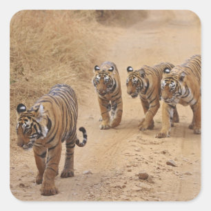 Bengal Tigers Square Sticker