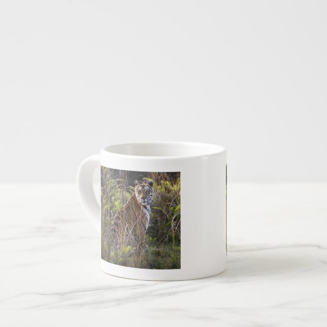 Bengal tigress in tall grass, trying to hunt, espresso cup (Front Left)