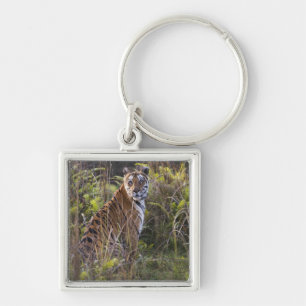 Bengal tigress in tall grass, trying to hunt, key ring