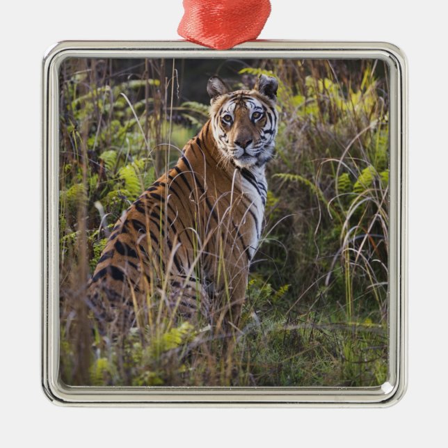 Bengal tigress in tall grass, trying to hunt, metal tree decoration (Front)