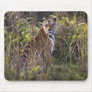 Bengal tigress in tall grass, trying to hunt, mouse mat