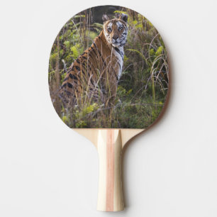 Bengal tigress in tall grass, trying to hunt, ping pong paddle