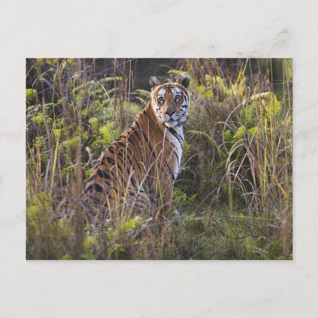 Bengal tigress in tall grass, trying to hunt, postcard (Front)