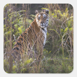 Bengal tigress in tall grass, trying to hunt, square sticker