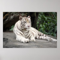 Bengal White Tiger Lying On The Rock