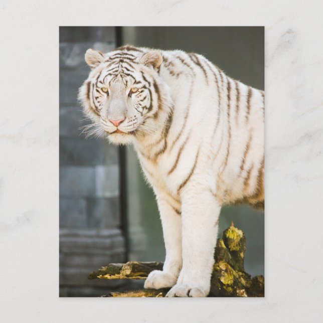 Bengal White Tiger Staring At You Photography Postcard (Front)