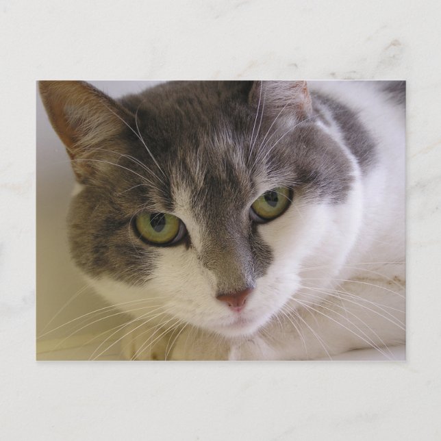 Benny Postcard (Front)