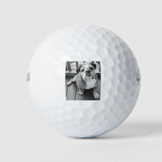Benny the bulldog golf balls