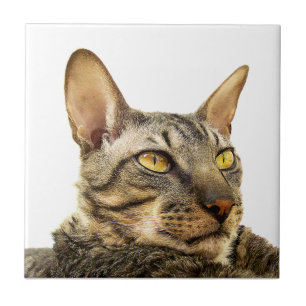 Benson Tile Tabby point Cornish Rex Cat -Tiger