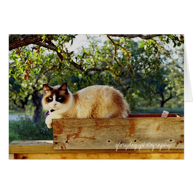 bentley flower box, glorydaysphotography (Front Horizontal)