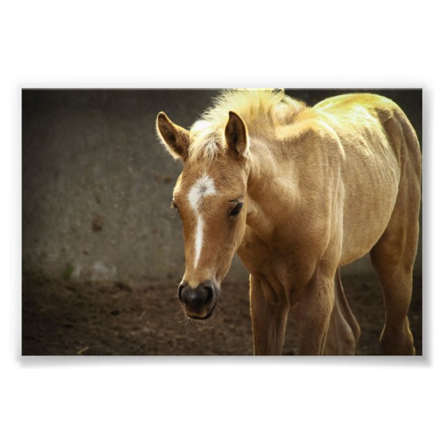 Berber Fohlen Photo Print (Front)