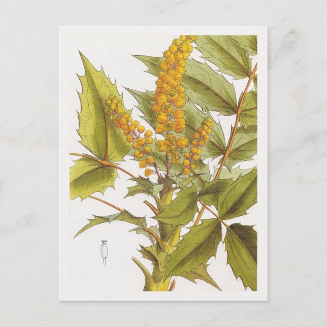 Berberis nepalensis postcard (Front)