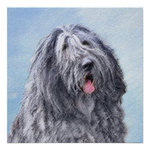 Bergamasco Sheepdog Painting - Cute Original Dog A Poster