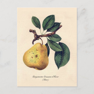 Bergamotte Crassane d'Hiver (Pear) Postcard