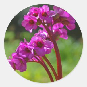 Bergenia Flower Stickers