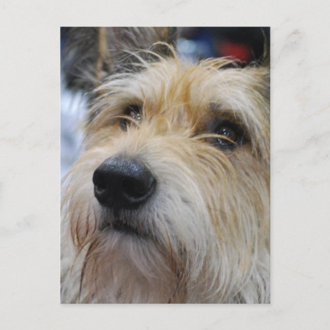 Berger Picard Postcard (Front)