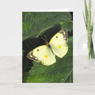 Berger's Clouded Yellow Butterfly Card