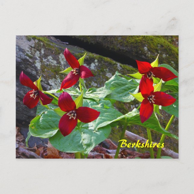 Berkshires Massachusetts Red Trillium Wildflower Postcard (Front)