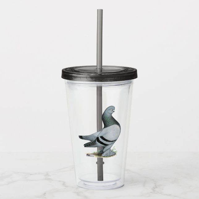 Berliner Tumbler Pigeon Blue Bar (Front)