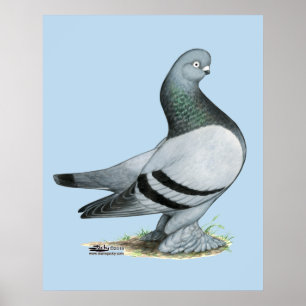 Berliner Tumbler Pigeon Blue Bar Poster