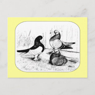 Berliner Tumbler Trio 1980 Postcard