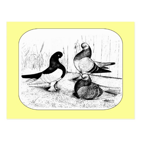 Berliner Tumbler Trio 1980 Postcard