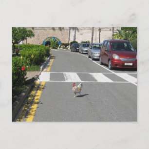 BERMUDA CHICKEN POSTCARD