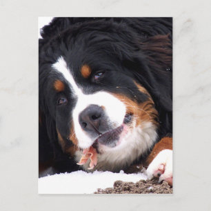 berna sennen dog with chicken foot postcard
