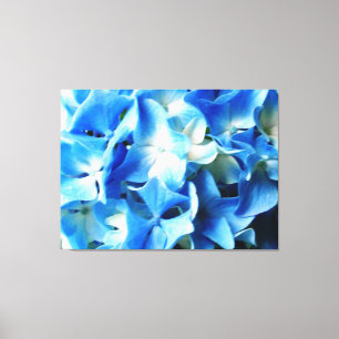 Bernardo Bleu Hydranias 1 Canvas Print