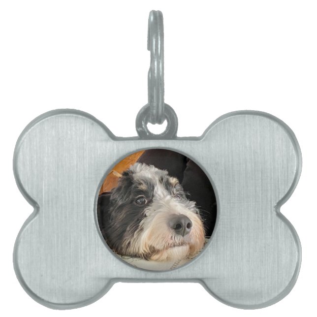 Bernedoodle Pet ID Tag (Front)