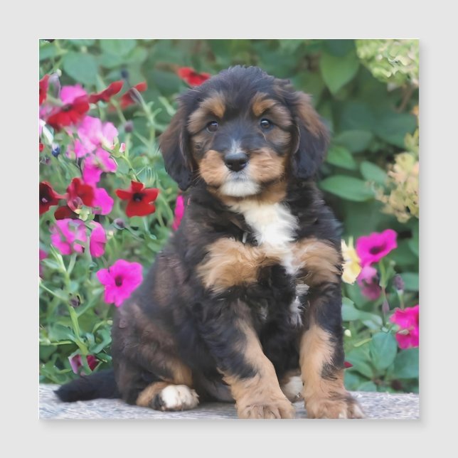 Bernedoodle puppy in petunias (Front)