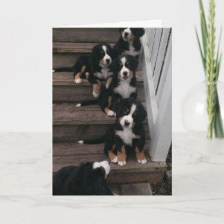 Berner Nation greeting cards
