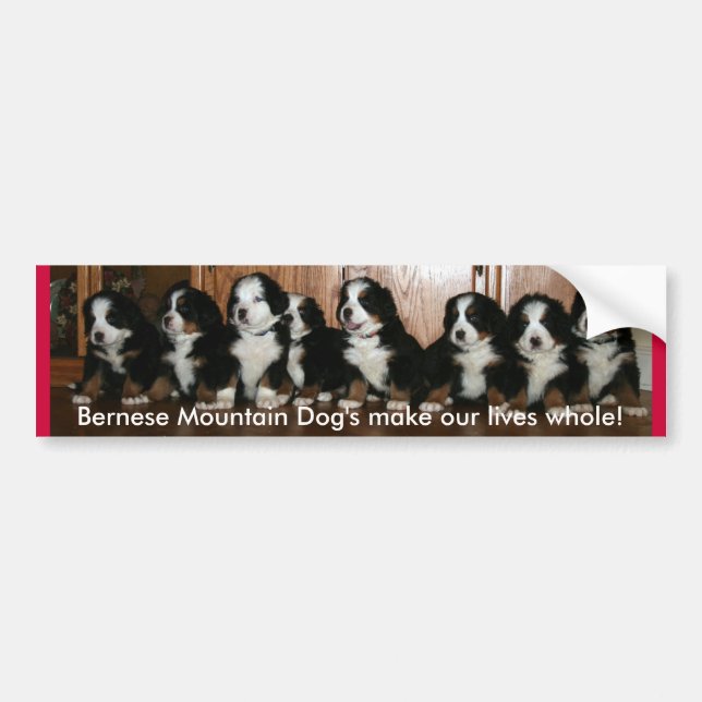 Berner Puppy- BUMPERS.. Bumper Sticker (Front)