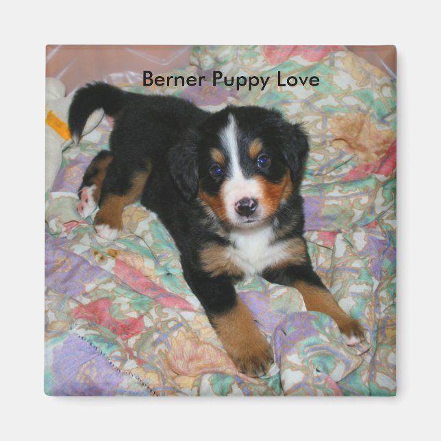 Berner Puppy Love Magnet (Front)