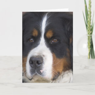 Berner Sennenhund Greeting Card
