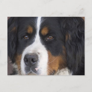 Berner Sennenhund Postcard