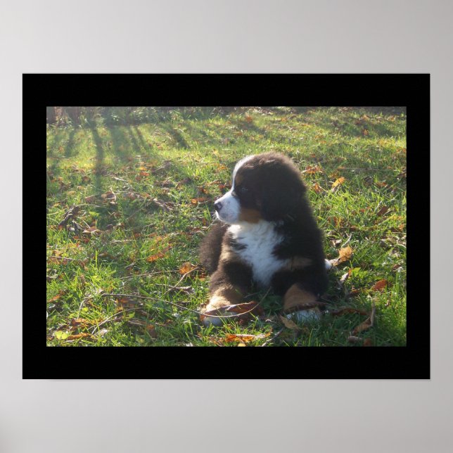 Bernese Autumn Leaves Poster (Front)