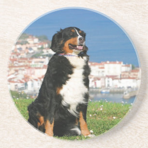 Bernese cattle dog posing at the beach coaster