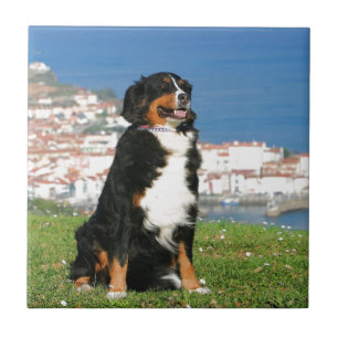 Bernese cattle dog posing at the beach tile