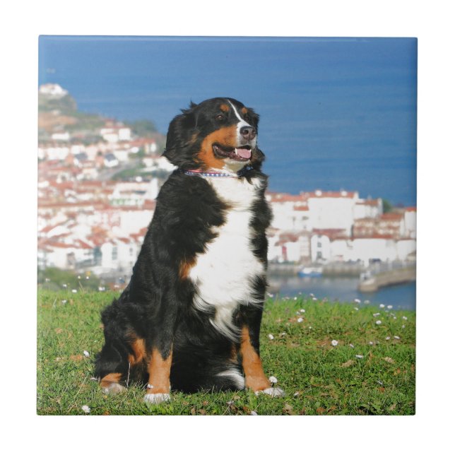 Bernese cattle dog posing at the beach tile (Front)