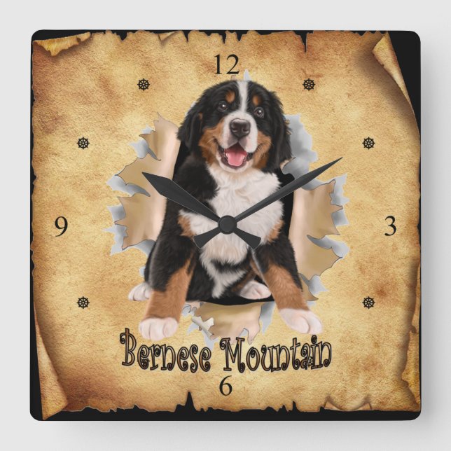 Bernese Mountain Breaks Through Paper Bag Clock! ~ Square Wall Clock (Front)