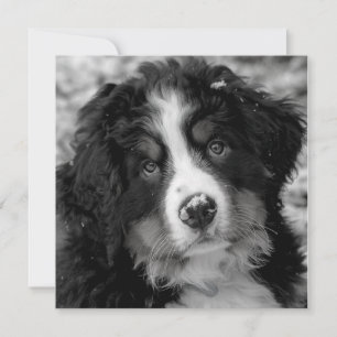 Bernese Mountain Dog