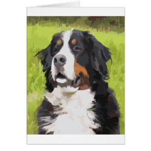 Bernese mountain dog
