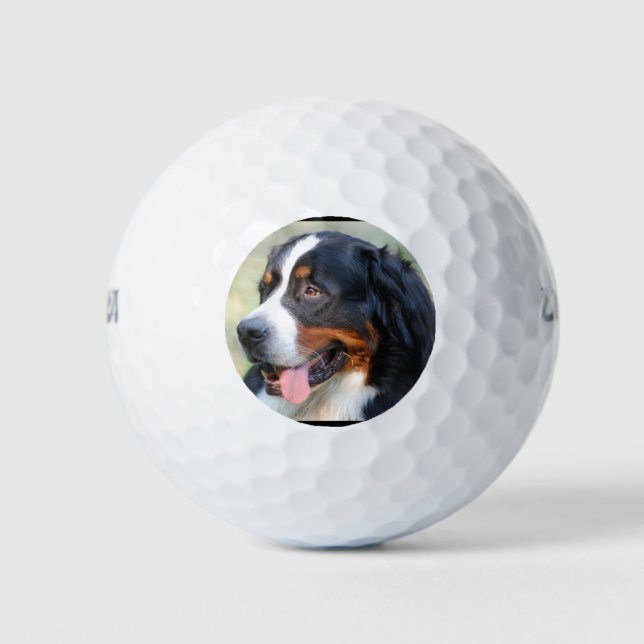 bernese-mountain-dog-10 golf balls (Front)