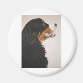 Bernese Mountain Dog 2 Magnet