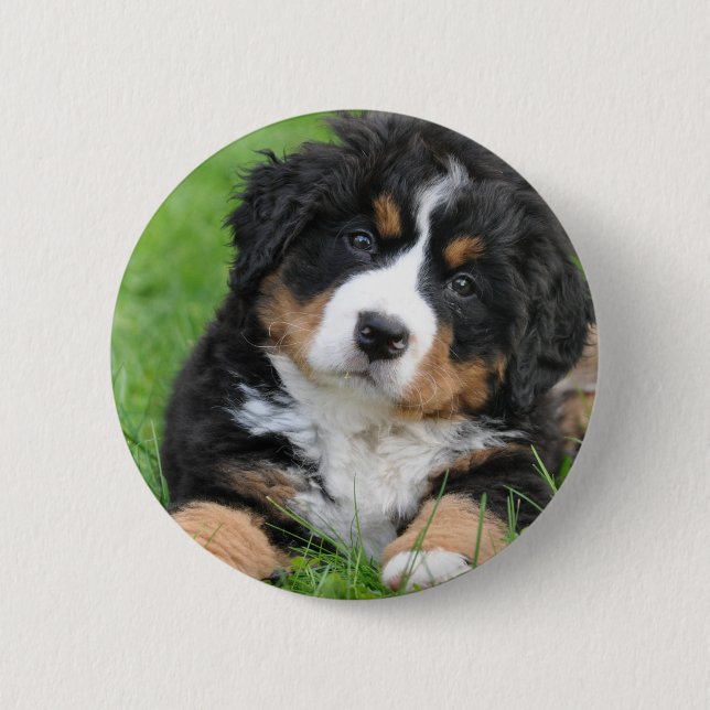 Bernese Mountain Dog 6 Cm Round Badge (Front)