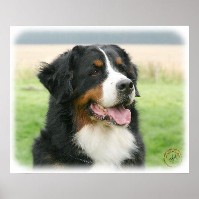 Bernese Mountain Dog 9Y066D-046 Poster (Front)