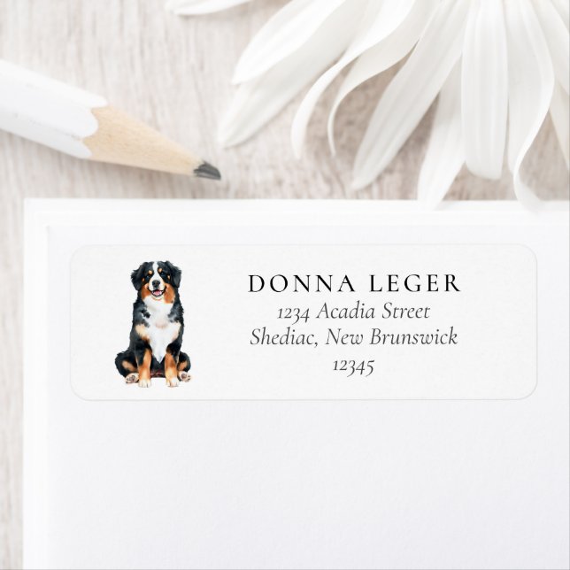 Bernese Mountain Dog Address (Insitu)