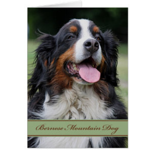 Bernese Mountain Dog Any Occasion Blank Inside